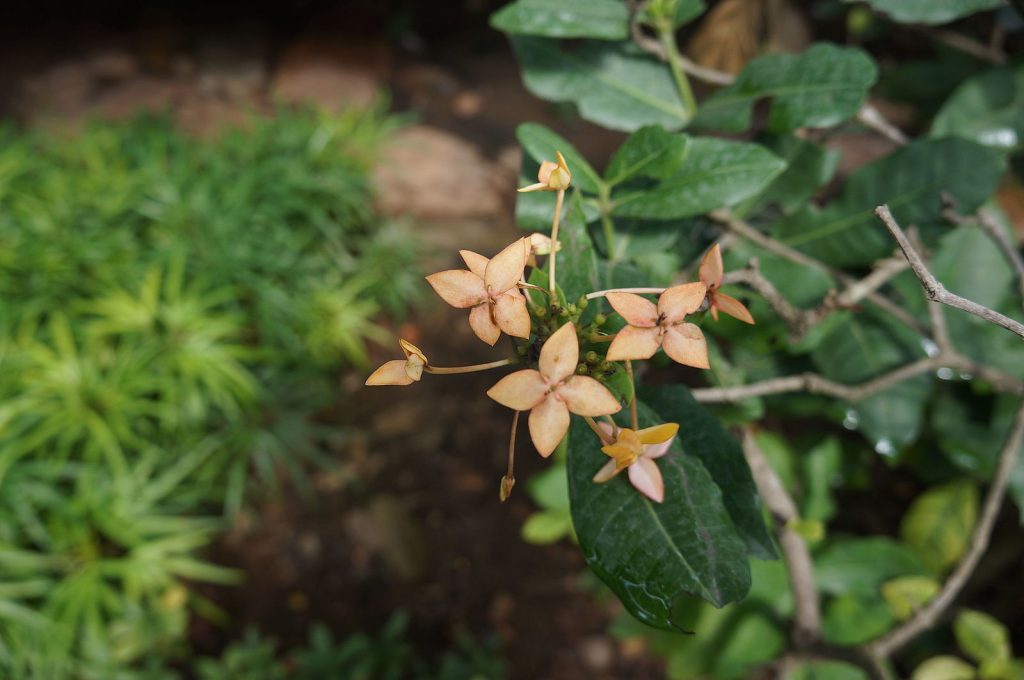 הגנים הבוטניים של פוקט