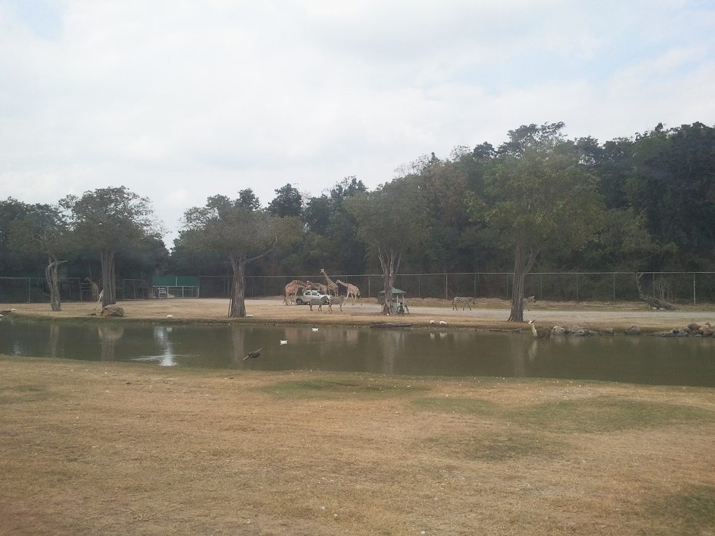 Safari Park Open Zoo