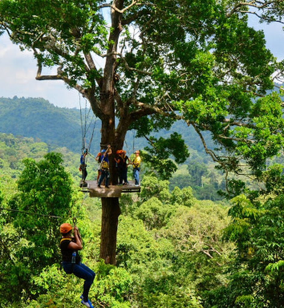 Flight Of The Gibbon Pattaya