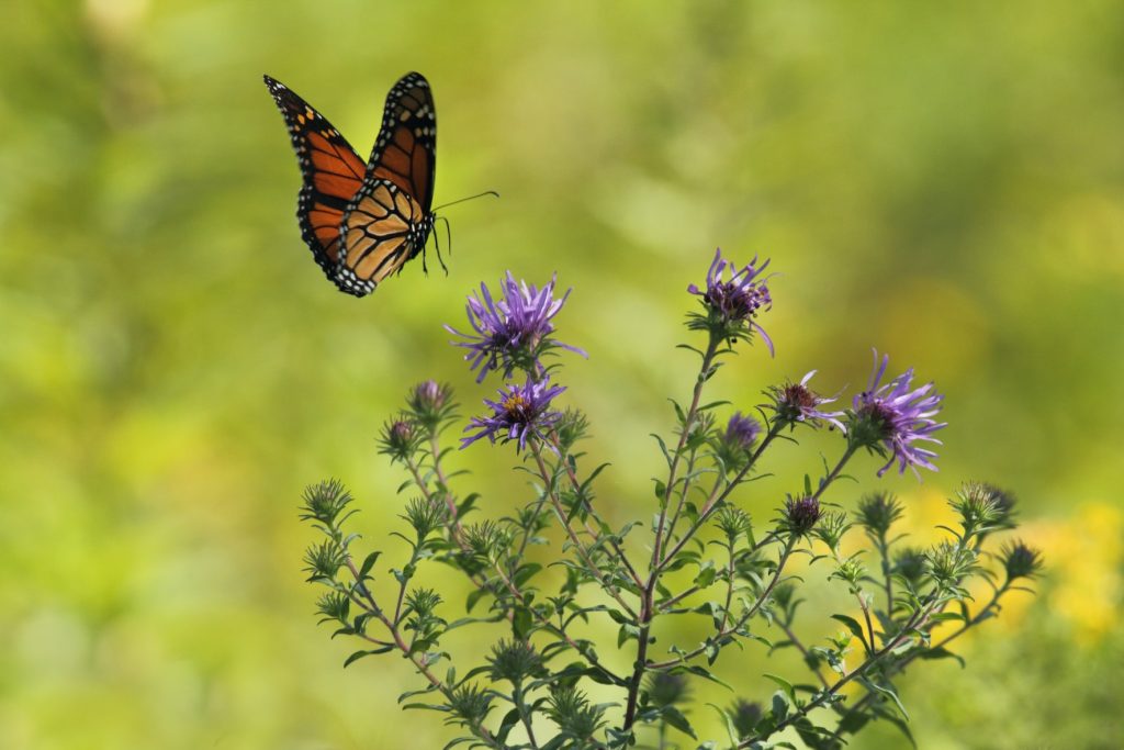 Butterfly Farm