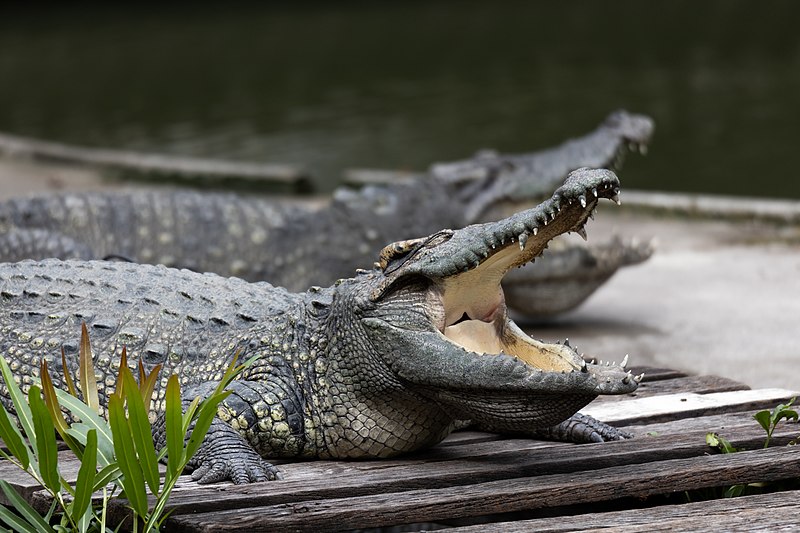 Samphran Elephant Ground and Zoo
