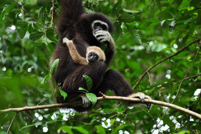 Gibbon Rehabilitation Project