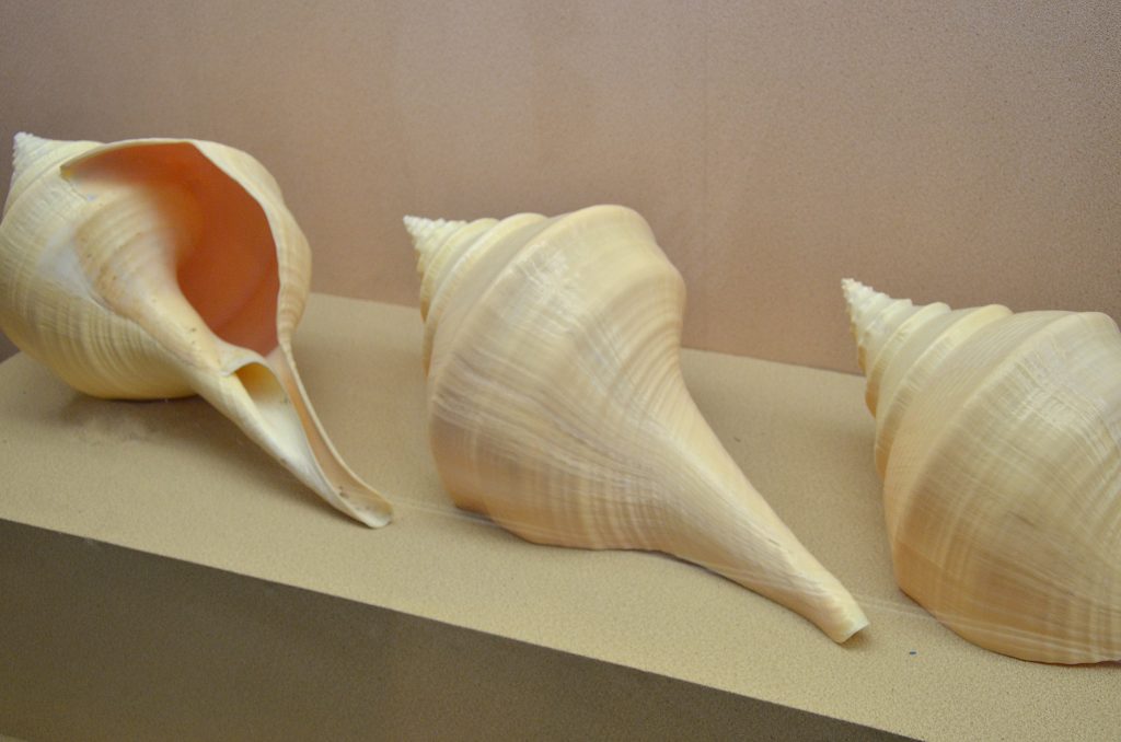 מוזיאון הצדפים