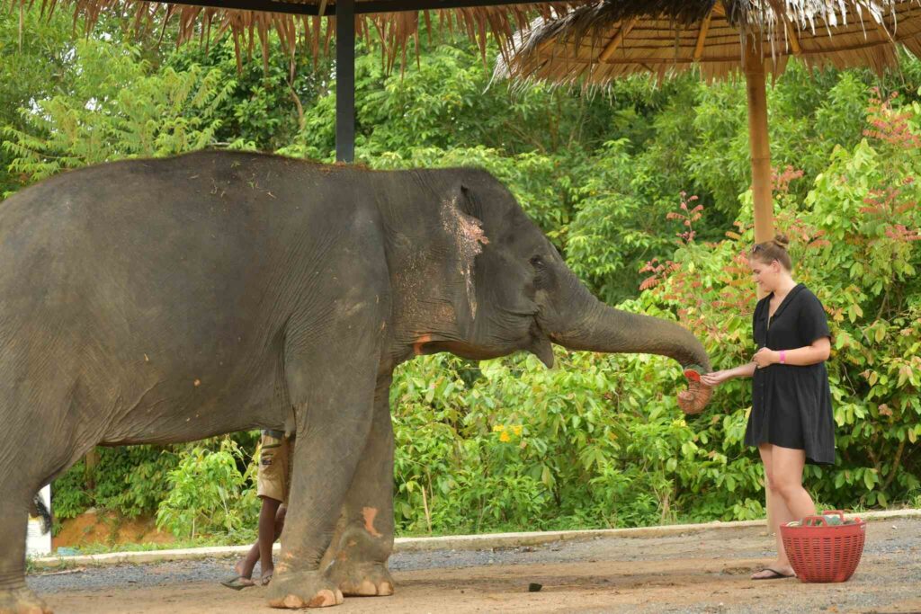 חוות הפילים