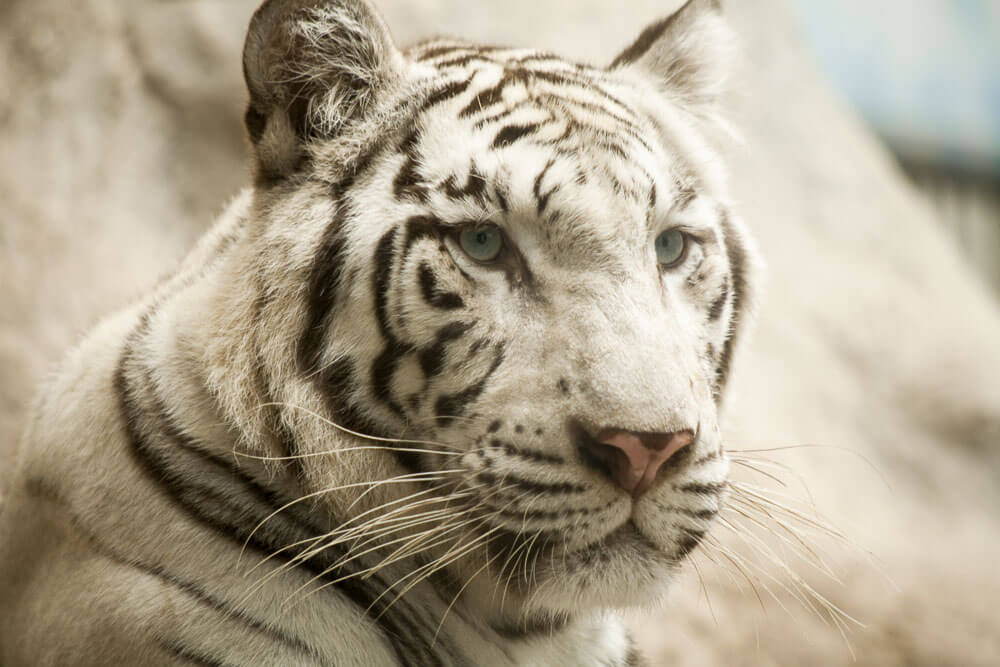 Chiang Mai Night Safari